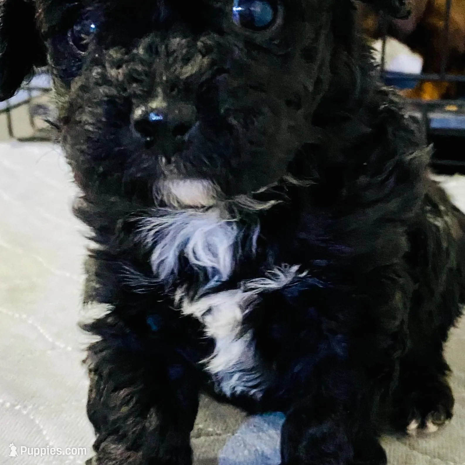 Tp girl – Poodle - Toy  puppy for sale in Ocilla, GA