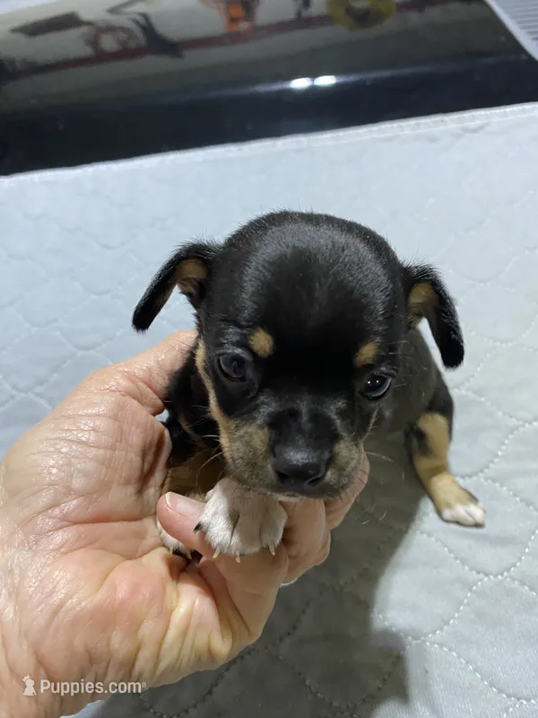 Chi boy 1 – Chiweenie puppy for sale in Ocilla, GA
