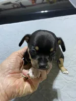 Chi boy 1, a male Chiweenie for sale in Ocilla, GA – 1 of 2