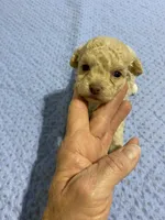 Tp girl 2, a female Poodle - Toy  for sale in Ocilla, GA – Photo 1 of 2
