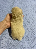 Tp girl 2, a female Poodle - Toy  for sale in Ocilla, GA – Photo 2 of 2