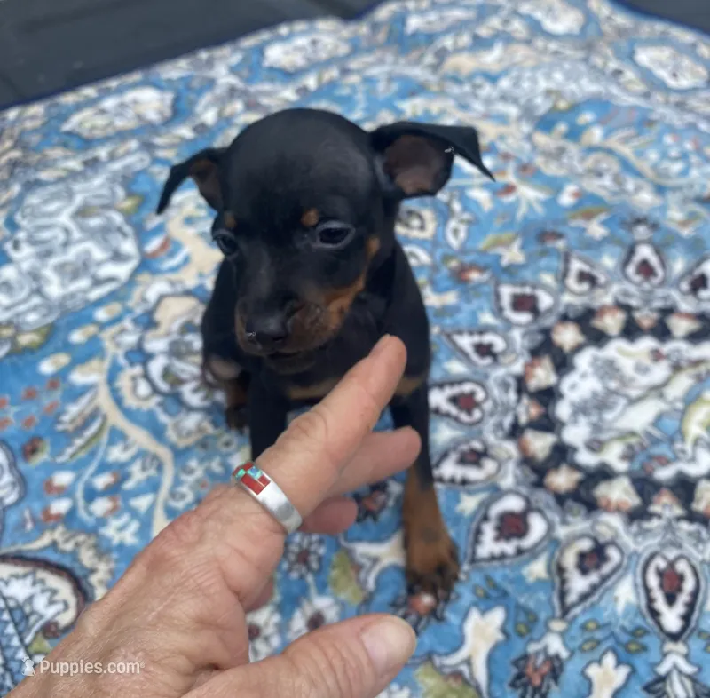 Mp boy 1 – Miniature Pinscher puppy for sale in Ocilla, GA