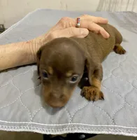 DH girl, a female Miniature Dachshund for sale in Ocilla, GA – Photo 4 of 4