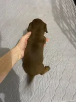 DH girl, a female Miniature Dachshund for sale in Ocilla, GA – Photo 2 of 4