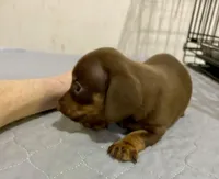 DH girl, a female Miniature Dachshund for sale in Ocilla, GA – Photo 3 of 4