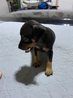 Mp boy 1, a male Miniature Pinscher for sale in Ocilla, GA – 4 of 4
