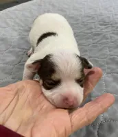 Chi boy 2, a male Chihuahua for sale in Ocilla, GA – Photo 1 of 3