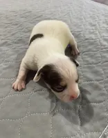 Chi boy 2, a male Chihuahua for sale in Ocilla, GA – Photo 3 of 3