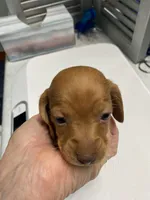 DH girl red, a female Miniature Dachshund for sale in Ocilla, GA – 2 of 4