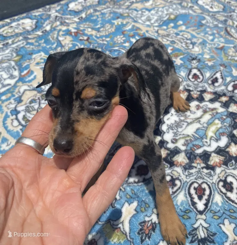 Mp girl 1 – Miniature Pinscher puppy for sale in Ocilla, GA