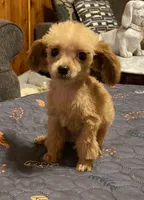 Frenchie, a male Poodle - Toy  for sale in Ocilla, GA – 3 of 5