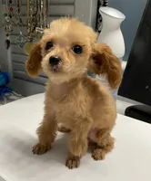 Frenchie, a male Poodle - Toy  for sale in Ocilla, GA – 4 of 5