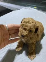 Tp boy 2, a male Poodle - Toy  for sale in Ocilla, GA – Photo 3 of 3