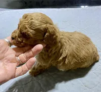 Tp boy 2, a male Poodle - Toy  for sale in Ocilla, GA – Photo 2 of 3