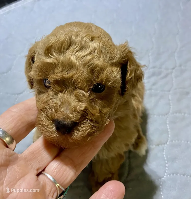 Tp boy 2 – Poodle - Toy  puppy for sale in Ocilla, GA