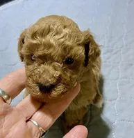 Tp boy 2, a male Poodle - Toy  for sale in Ocilla, GA – Photo 1 of 3