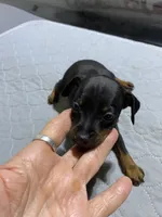 Mp boy 1, a male Miniature Pinscher for sale in Ocilla, GA – 2 of 4