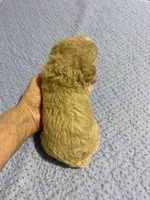 Tp girl 4, a female Poodle - Toy  for sale in Ocilla, GA – Photo 2 of 2