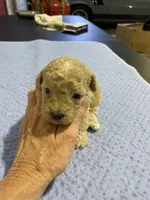 Tp girl 4, a female Poodle - Toy  for sale in Ocilla, GA – Photo 1 of 2