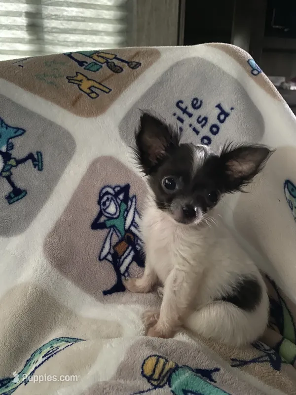 FiFi – Poodle - Toy  puppy for sale in Ocilla, GA