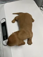 DH girl red, a female Miniature Dachshund for sale in Ocilla, GA – 4 of 4