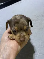 Chi boy 2, a male Chiweenie for sale in Ocilla, GA – 1 of 2