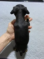 Mp boy 1, a male Miniature Pinscher for sale in Ocilla, GA – 3 of 4