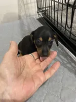 DH boy, a male Miniature Dachshund for sale in Ocilla, GA – Photo 3 of 4