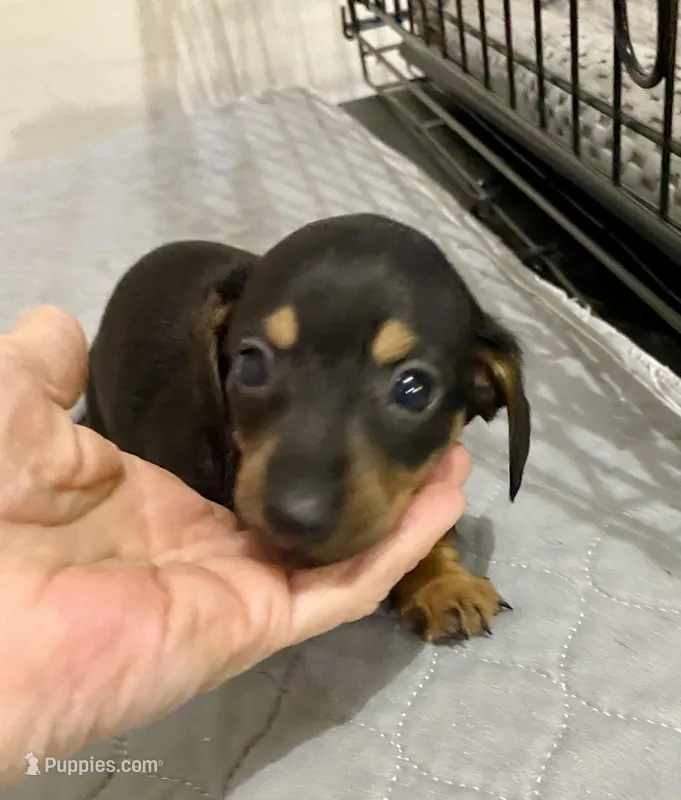 DH boy – Miniature Dachshund puppy for sale in Ocilla, GA
