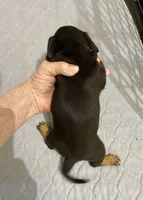 DH boy, a male Miniature Dachshund for sale in Ocilla, GA – Photo 2 of 4