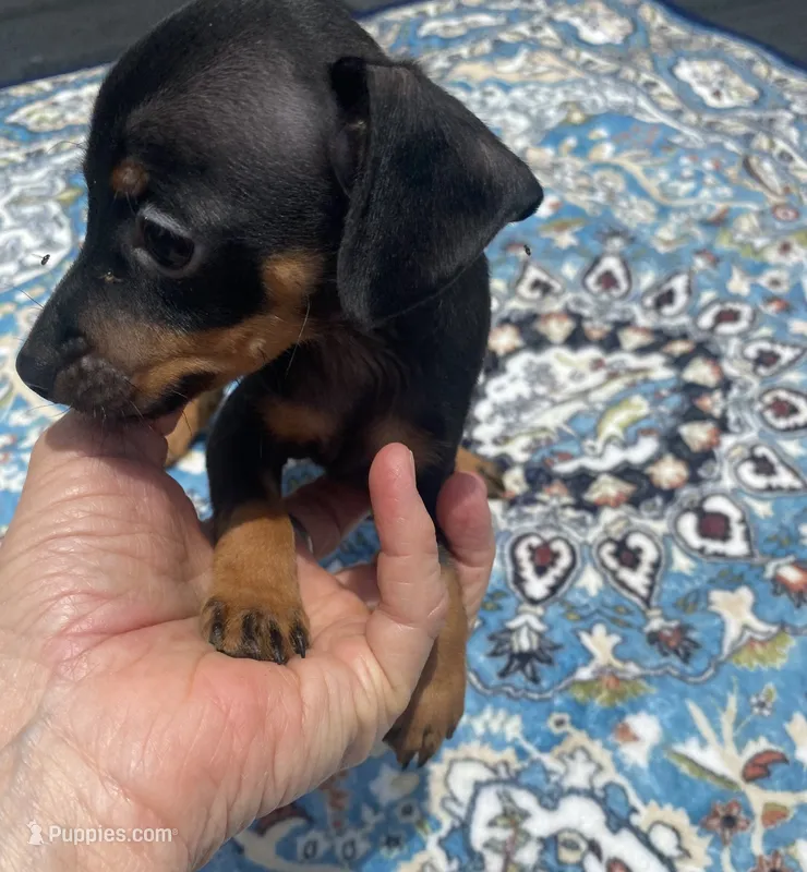 Mp boy 2 – Miniature Pinscher puppy for sale in Ocilla, GA
