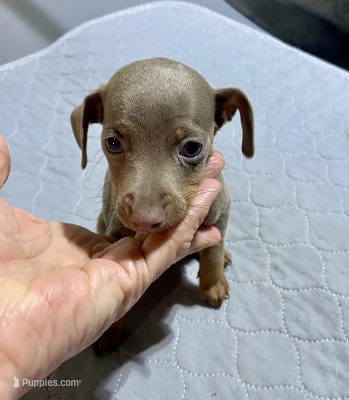 Mp girl 2 – Miniature Pinscher puppy for sale in Ocilla, GA