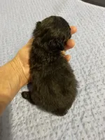 Tp girl 1, a female Poodle - Toy  for sale in Ocilla, GA – Photo 3 of 3