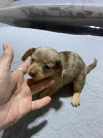 Chi boy 1, a male Miniature Dachshund for sale in Ocilla, GA – Photo 2 of 5