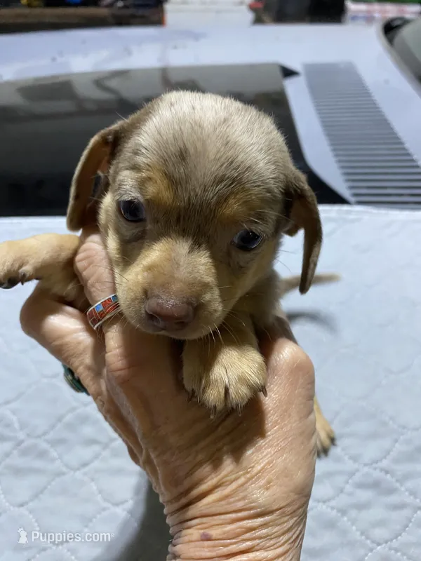 Chi boy 1 – Miniature Dachshund puppy for sale in Ocilla, GA