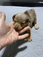 Chi boy 1, a male Miniature Dachshund for sale in Ocilla, GA – Photo 3 of 5