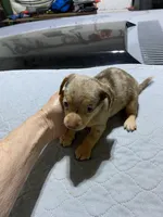 Chi boy 1, a male Miniature Dachshund for sale in Ocilla, GA – Photo 4 of 5