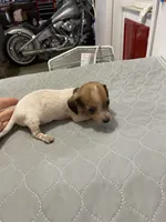 DH girl, a female Miniature Dachshund for sale in Ocilla, GA – 2 of 4