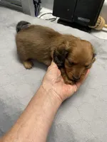 Md longhair , a male Miniature Dachshund for sale in Ocilla, GA – 4 of 4