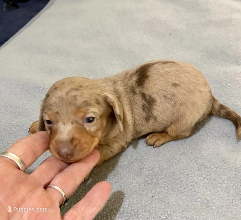 DH boy 1 – Miniature Dachshund puppy on hold in Ocilla, GA