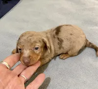 DH boy 1, a male Miniature Dachshund for sale in Ocilla, GA – Photo 1 of 3