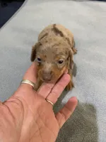 DH boy 1, a male Miniature Dachshund for sale in Ocilla, GA – Photo 2 of 3