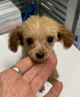 Frenchie, a male Poodle - Toy  for sale in Ocilla, GA – 2 of 5