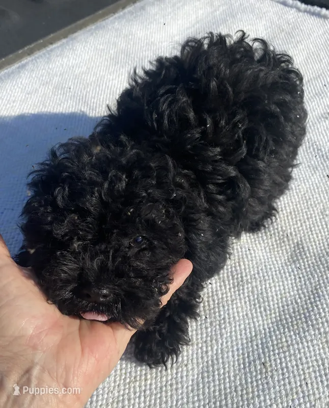 Tp boy – Poodle - Toy  puppy for sale in Ocilla, GA