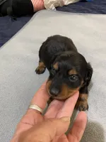 DH boy 2, a male Miniature Dachshund for sale in Ocilla, GA – Photo 2 of 3