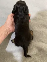 DH boy 2, a male Miniature Dachshund for sale in Ocilla, GA – Photo 3 of 3