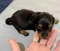 DH boy 2, a male Miniature Dachshund for sale in Ocilla, GA – Photo 1 of 3