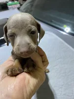 Mp girl 2, a female Miniature Pinscher for sale in Ocilla, GA – 2 of 4