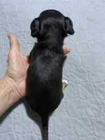 Chi boy 1, a male Chiweenie for sale in Ocilla, GA – 2 of 2