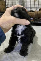 Tp girl, a female Poodle - Toy  for sale in Ocilla, GA – Photo 2 of 3